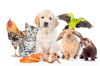 Pet